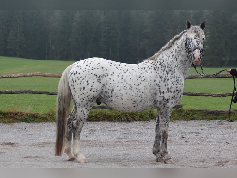 Knabstrupper Hengst Appaloosa in Roßhaupten