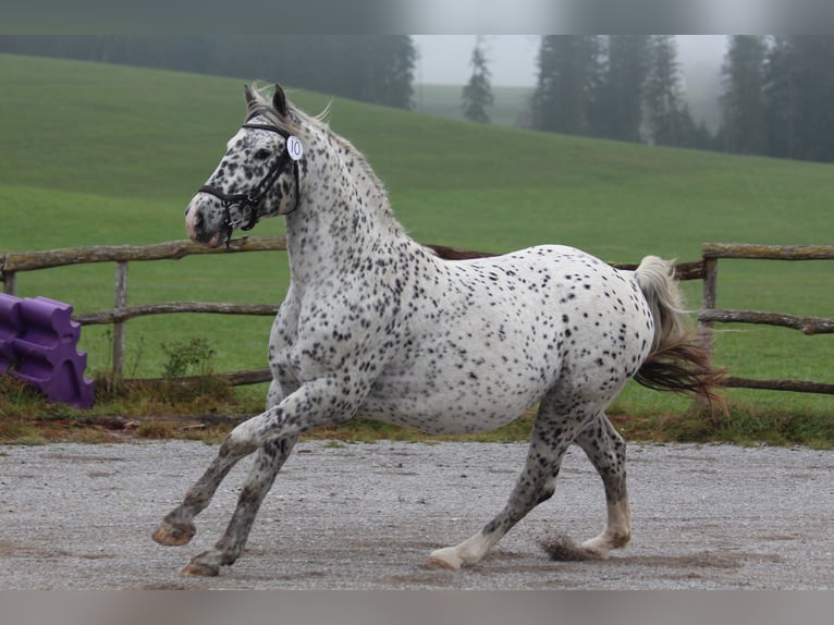 Knabstrupper Hengst Appaloosa in Roßhaupten