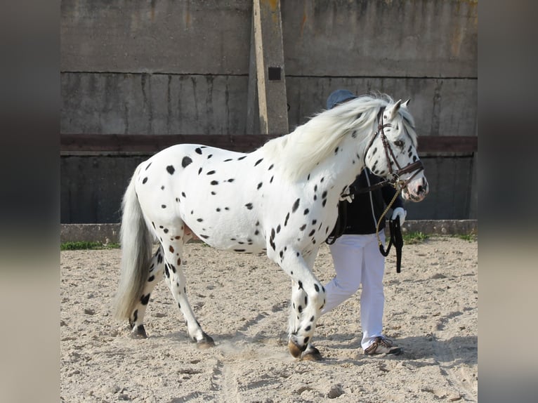 Knabstrupper Hengst in Naila