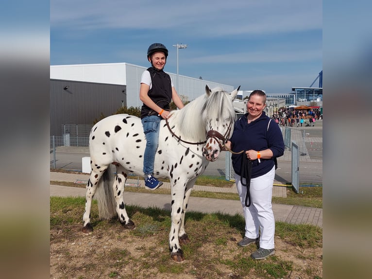 Knabstrupper Hengst in Naila