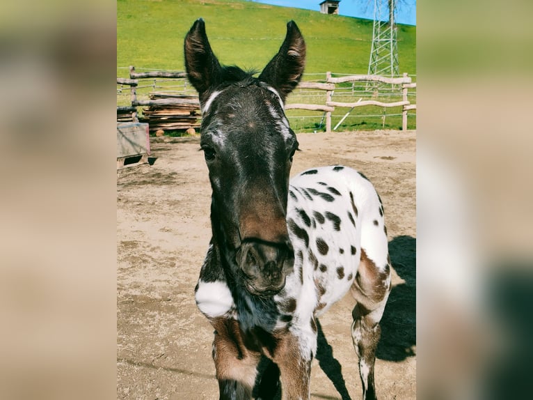 Knabstrupper Hengst Donkerbruin in Roßhaupten