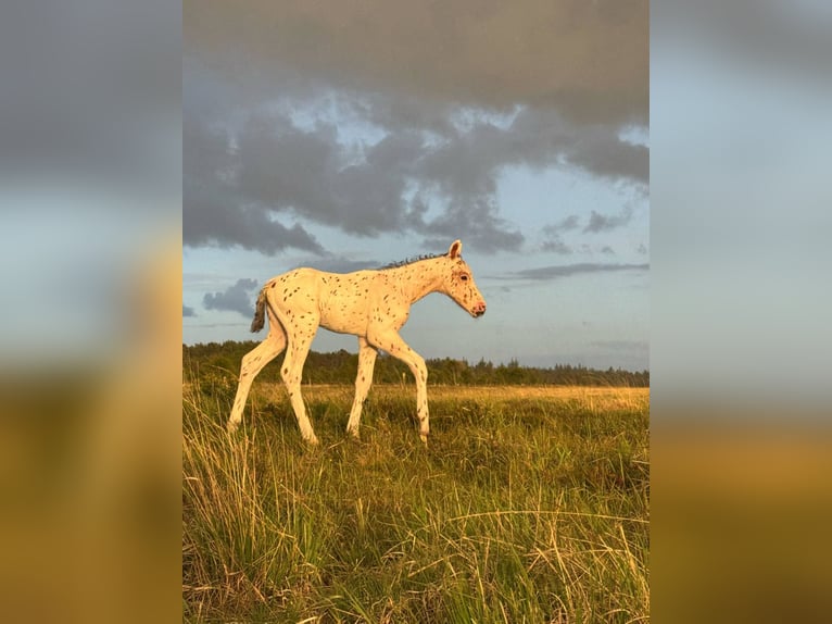 Knabstrupper Hengst  148 cm Tigerschecke in Bindslev