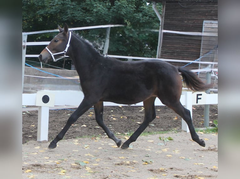 Knabstrupper Hengst Fohlen (02/2025) 150 cm Brauner in Naila