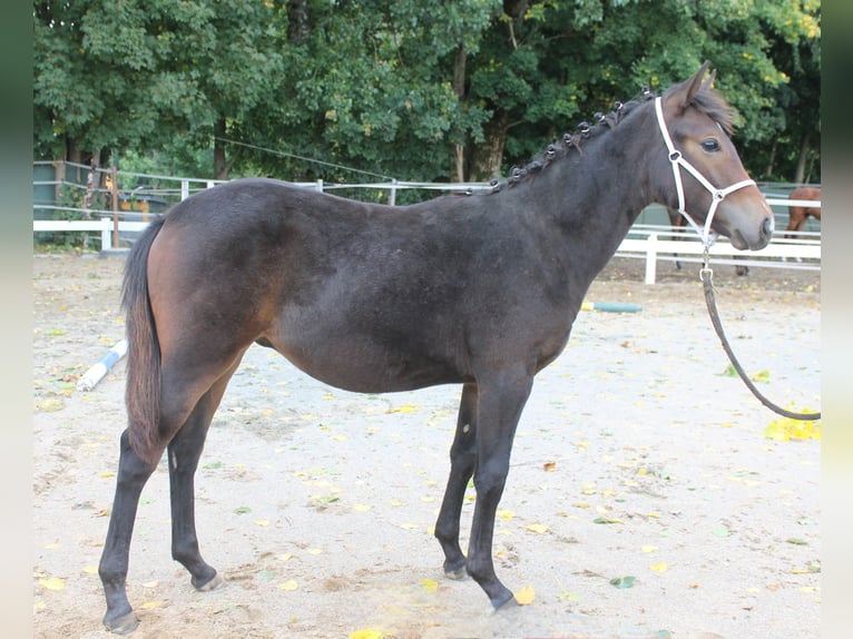Knabstrupper Hengst Fohlen (02/2025) 150 cm Brauner in Naila