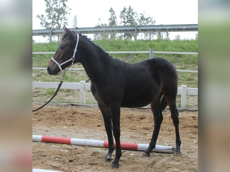Knabstrupper Hengst Fohlen (02/2025) 150 cm Brauner in Naila