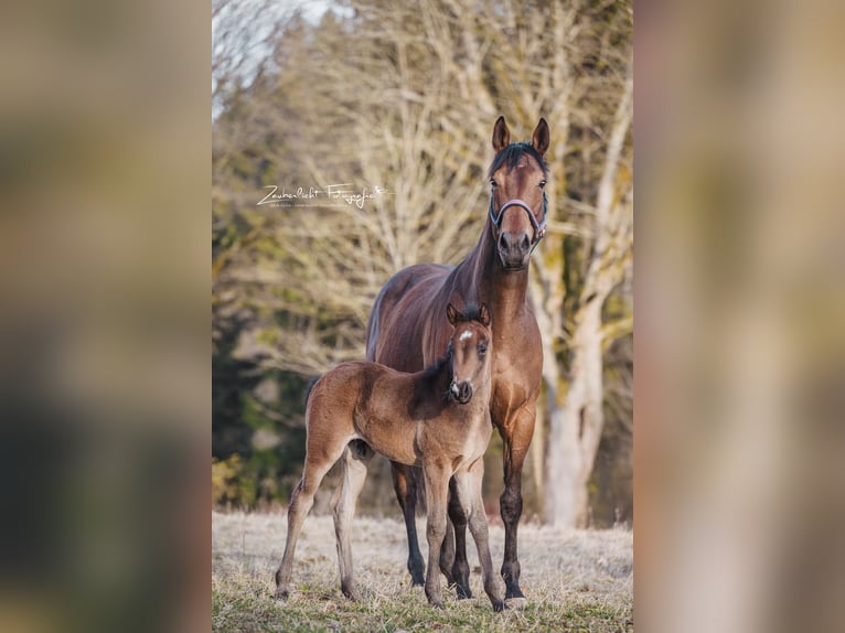 Knabstrupper Hengst  155 cm Brauner in Naila