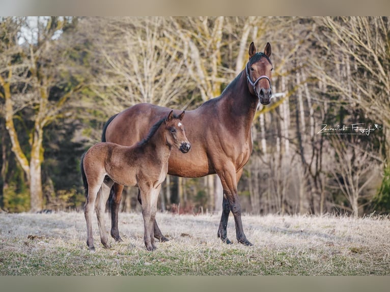 Knabstrupper Hengst  155 cm Brauner in Naila