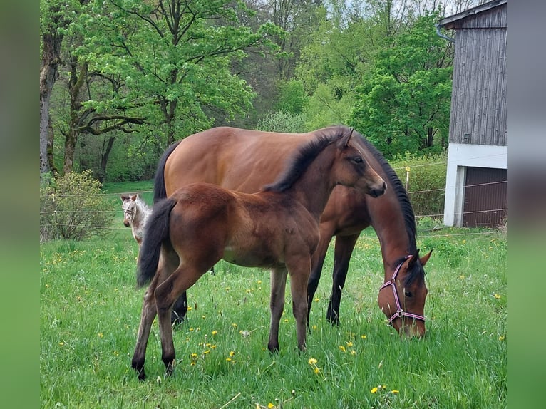 Knabstrupper Hengst  155 cm Brauner in Naila