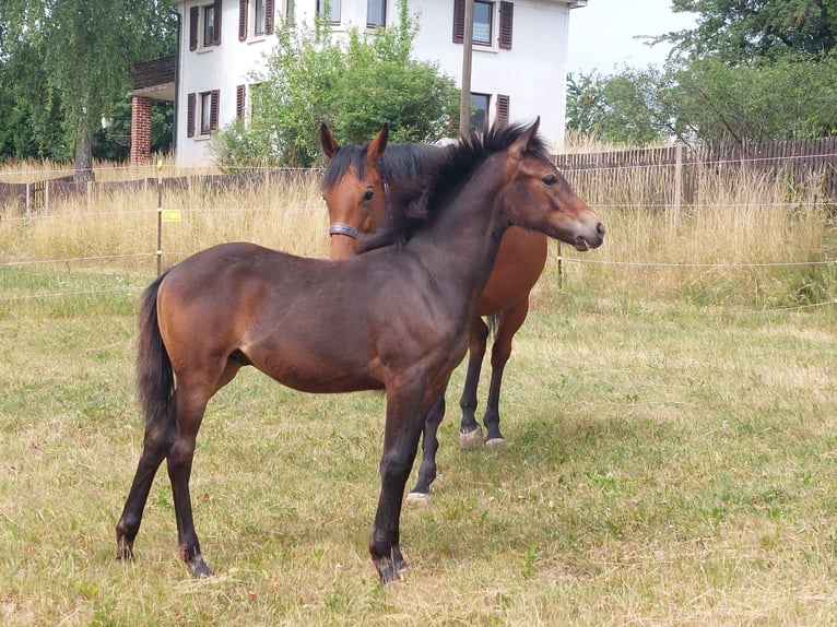Knabstrupper Hengst  155 cm Brauner in Naila