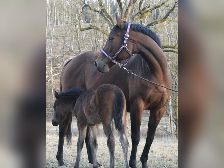 Knabstrupper Hengst  155 cm Brauner in Naila