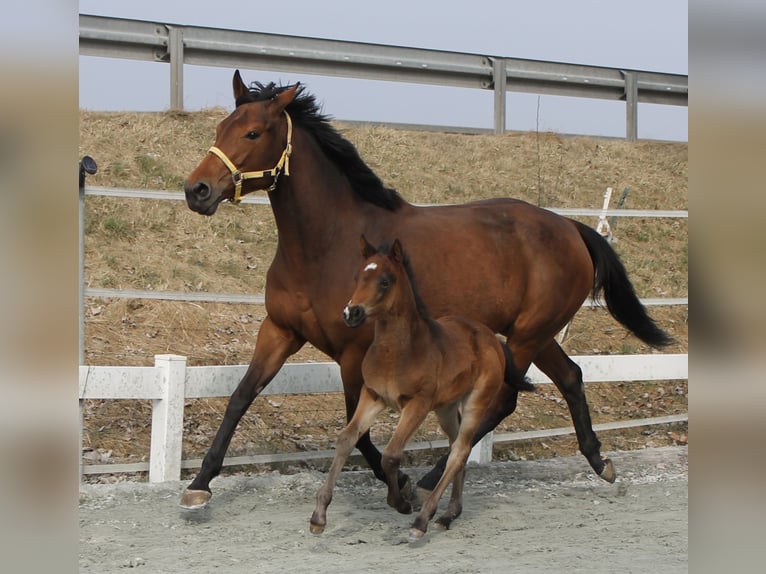 Knabstrupper Hengst  155 cm Brauner in Naila