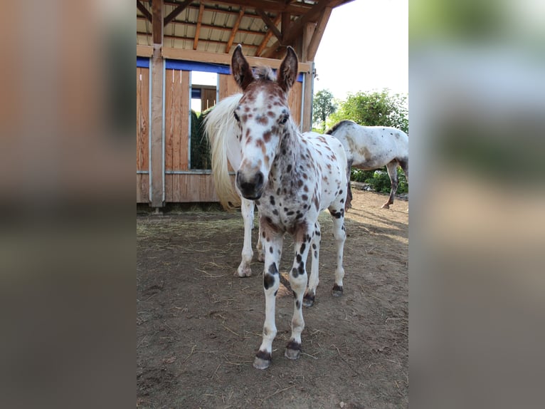 Knabstrupper Hengst Fohlen (06/2024) 155 cm Tigerschecke in Roßhaupten