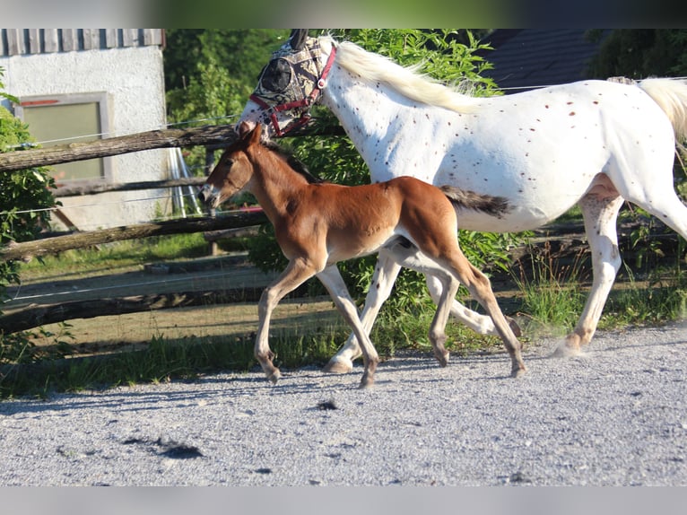 Knabstrupper Hengst Fohlen (06/2025) 157 cm Brauner in Ro&#xDF;haupten