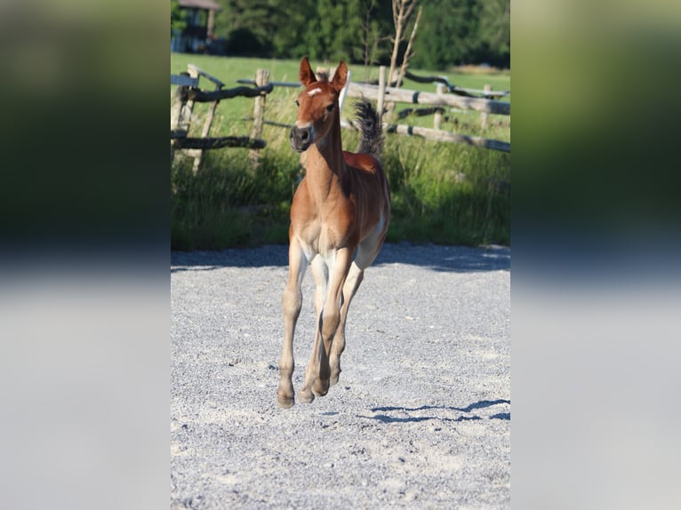 Knabstrupper Hengst Fohlen (06/2025) 157 cm Brauner in Ro&#xDF;haupten