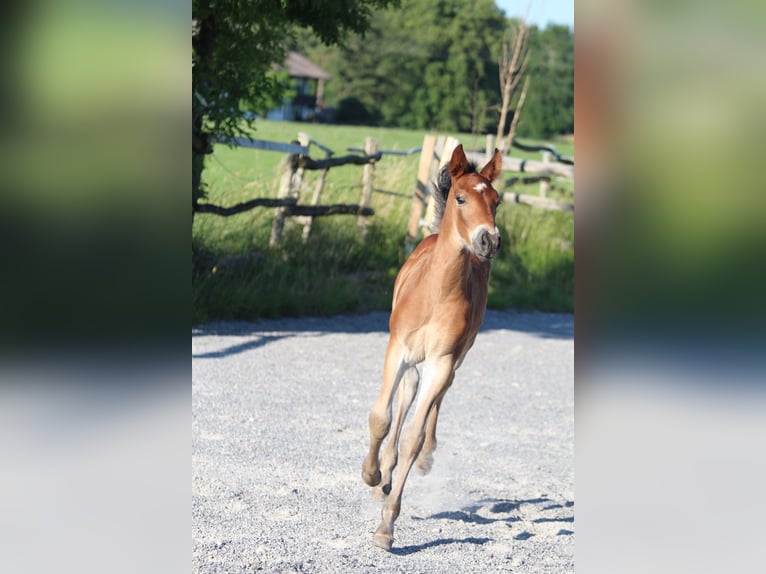 Knabstrupper Hengst Fohlen (06/2025) 157 cm Brauner in Ro&#xDF;haupten