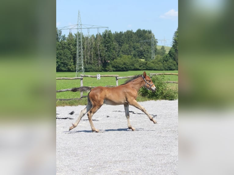Knabstrupper Hengst Fohlen (06/2025) 157 cm Brauner in Ro&#xDF;haupten