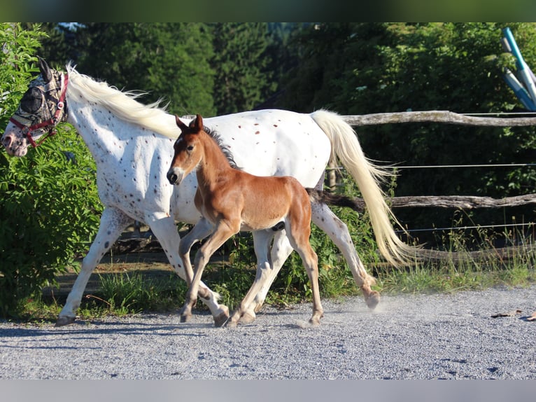 Knabstrupper Hengst Fohlen (06/2025) 157 cm Brauner in Ro&#xDF;haupten