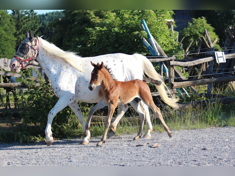 Knabstrupper Hengst Fohlen (06/2025) 157 cm Brauner in Ro&#xDF;haupten