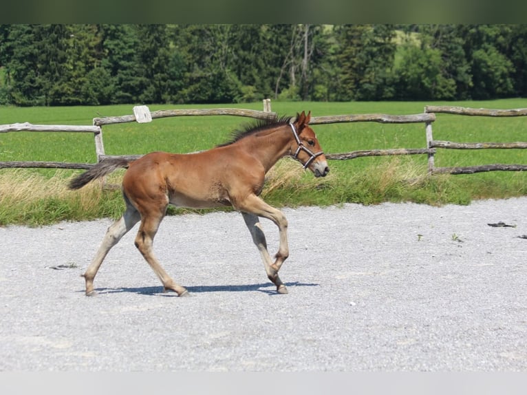 Knabstrupper Hengst Fohlen (06/2025) 157 cm Brauner in Ro&#xDF;haupten