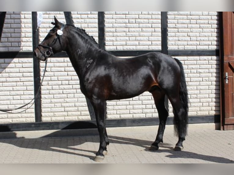Knabstrupper Hengst  157 cm Brauner in Ro&#xDF;haupten