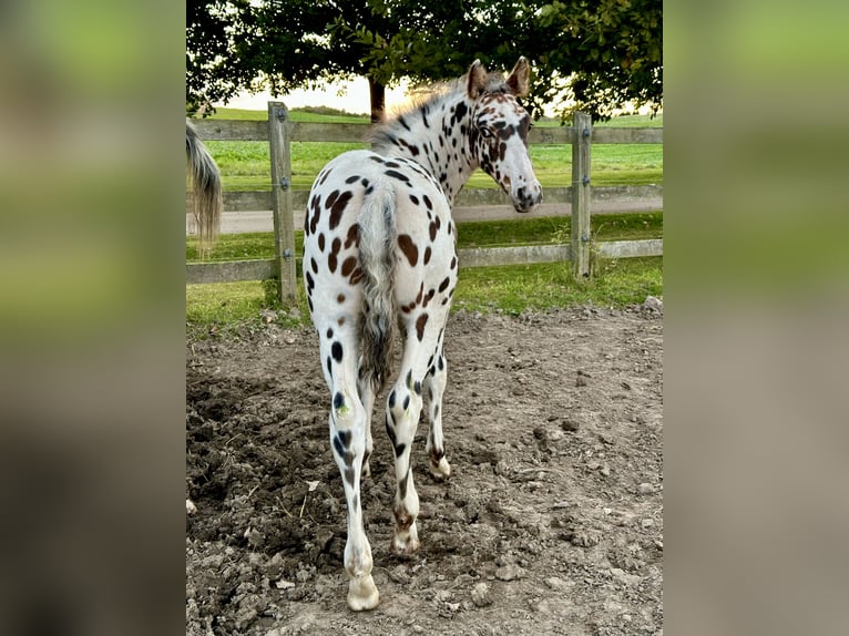 Knabstrupper Hengst Fohlen (07/2025) 158 cm Tigerschecke in Fredensborg