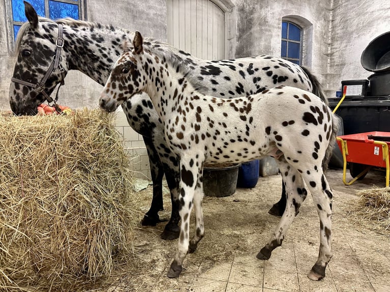 Knabstrupper Hengst Fohlen (07/2025) 158 cm Tigerschecke in Fredensborg