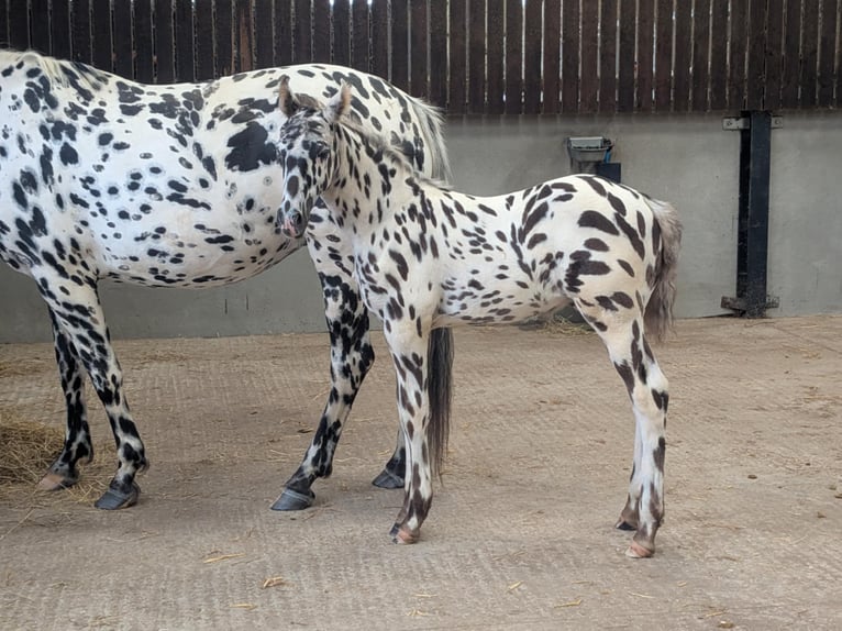 Knabstrupper Hengst  163 cm Tigerschecke in Longhorsley