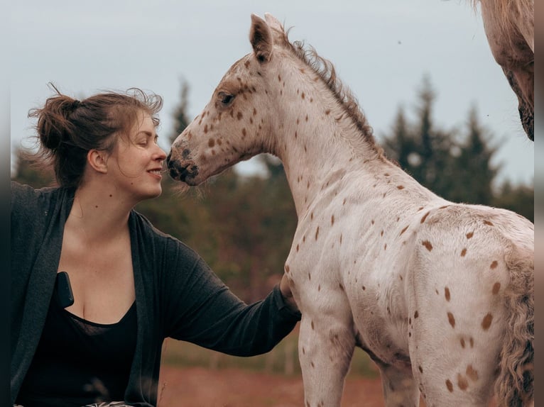 Knabstrupper Hengst Veulen (05/2025) 148 cm Appaloosa in Bindslev