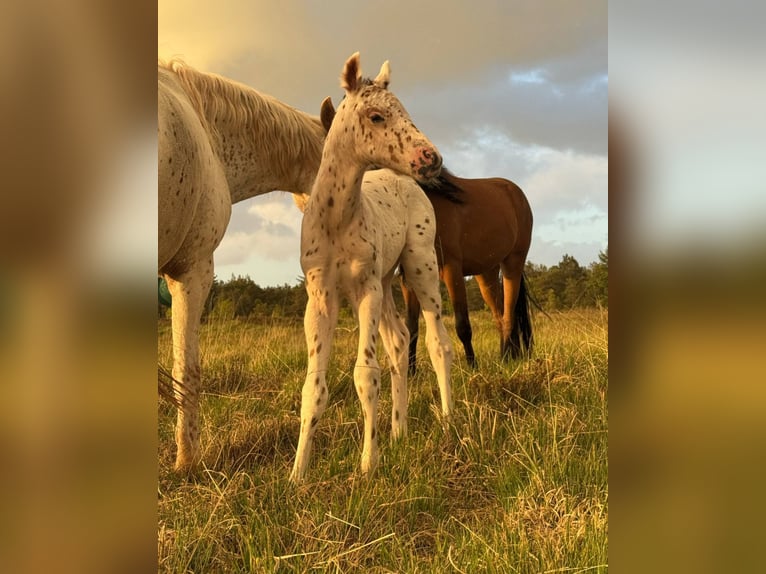 Knabstrupper Hengst  148 cm Appaloosa in Bindslev