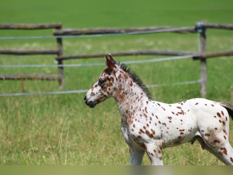 Knabstrupper Hengst veulen (06/2024) 155 cm Appaloosa in Roßhaupten