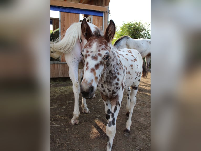 Knabstrupper Hengst veulen (06/2024) 155 cm Appaloosa in Roßhaupten