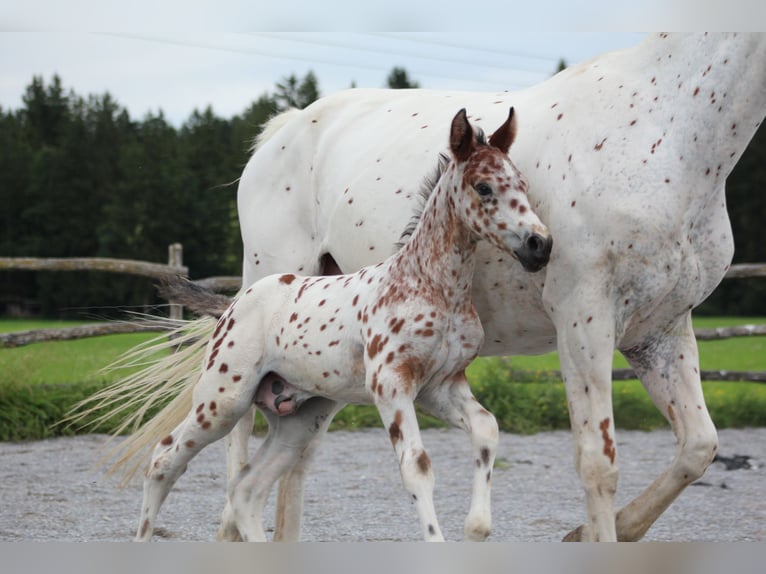 Knabstrupper Hengst veulen (06/2024) 155 cm Appaloosa in Roßhaupten