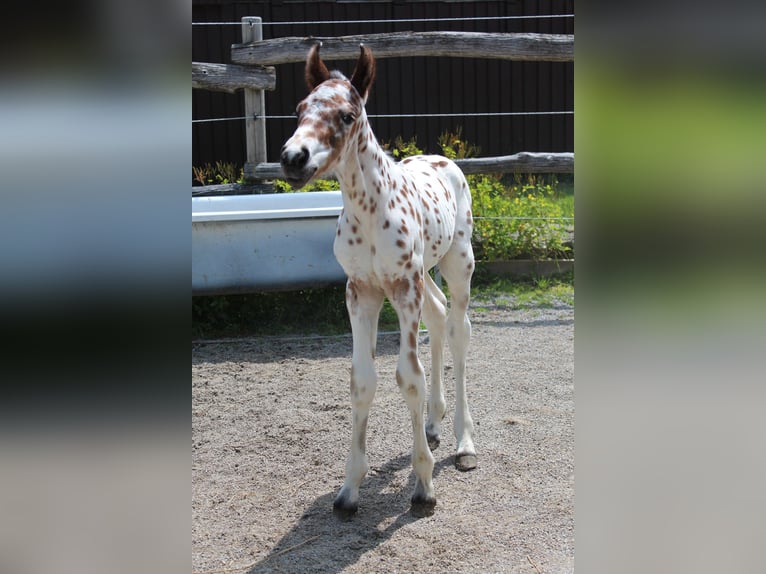 Knabstrupper Hengst  157 cm Appaloosa in Ro&#xDF;haupten