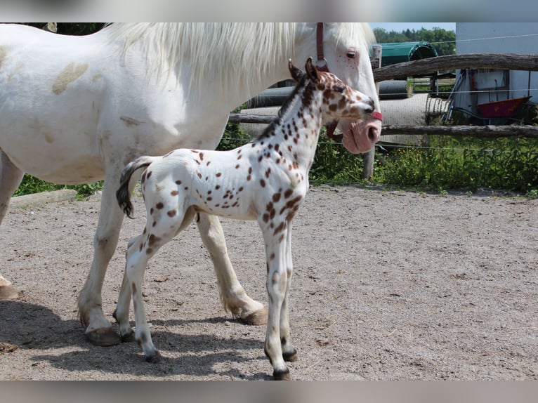 Knabstrupper Hengst  157 cm Appaloosa in Ro&#xDF;haupten