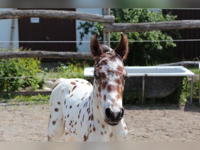 Knabstrupper Hengst  157 cm Appaloosa in Ro&#xDF;haupten