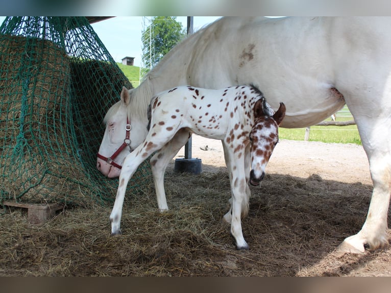 Knabstrupper Hengst  157 cm Appaloosa in Ro&#xDF;haupten