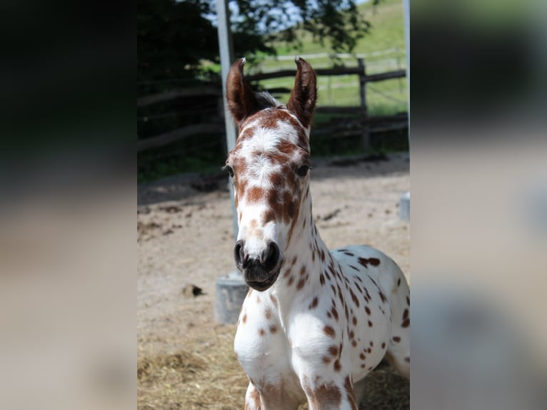 Knabstrupper Hengst  157 cm Appaloosa in Ro&#xDF;haupten
