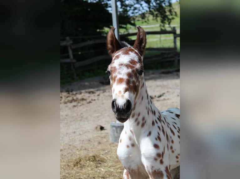 Knabstrupper Hengst  157 cm Appaloosa in Ro&#xDF;haupten