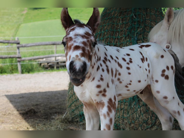 Knabstrupper Hengst  157 cm Appaloosa in Ro&#xDF;haupten