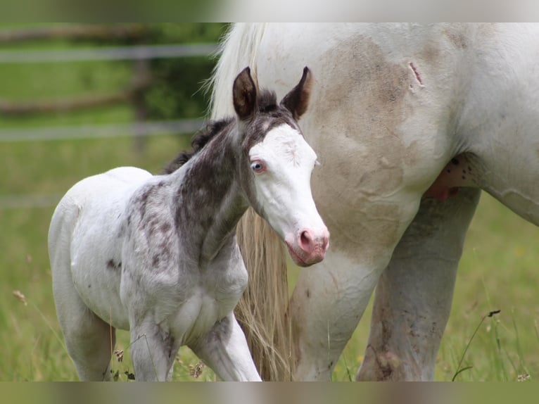 Knabstrupper Hengst veulen (06/2024) 157 cm Appaloosa in Roßhaupten