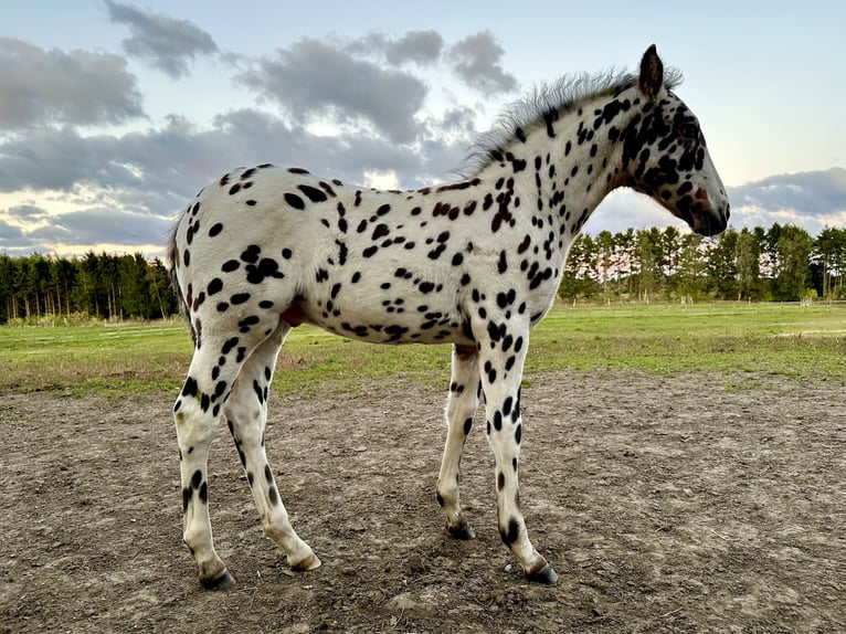 Knabstrupper Hengst Veulen (07/2025) 158 cm Appaloosa in Fredensborg