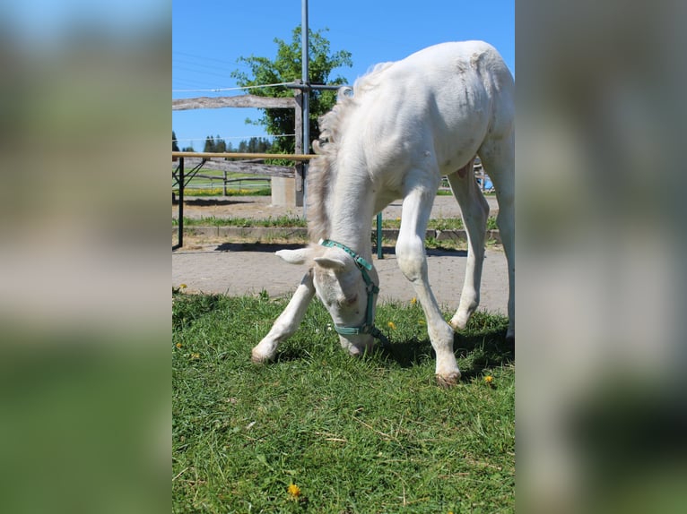 Knabstrupper Hengst  160 cm Appaloosa in Roßhaupten