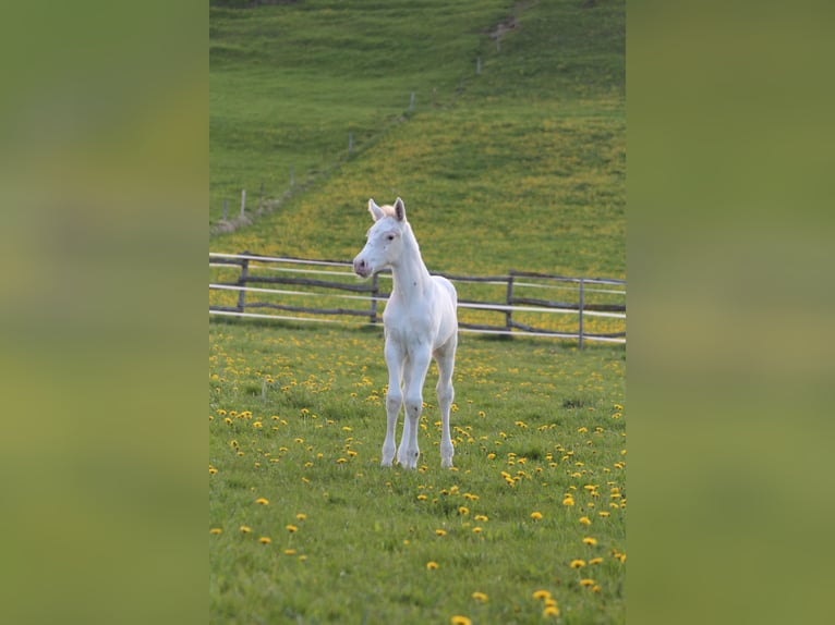 Knabstrupper Hengst  160 cm Appaloosa in Roßhaupten