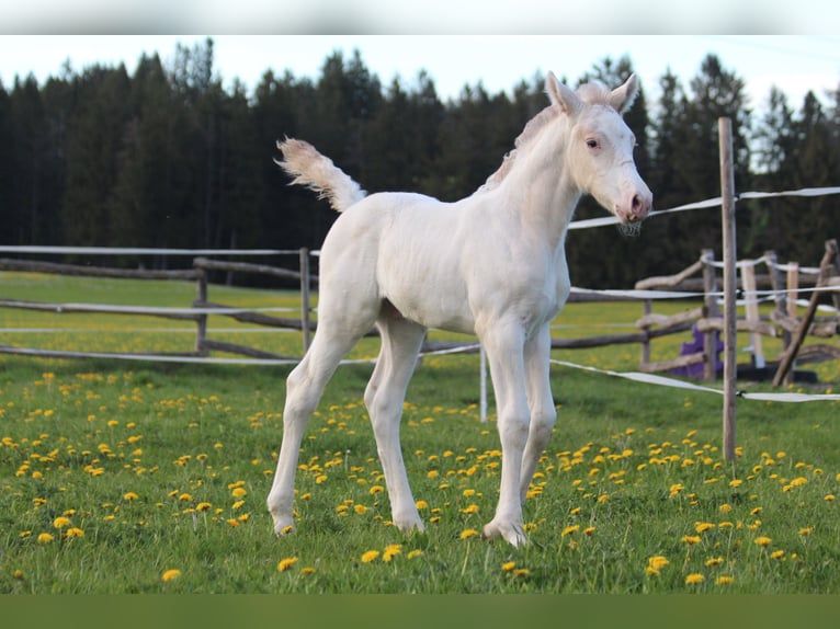 Knabstrupper Hengst  160 cm Appaloosa in Roßhaupten