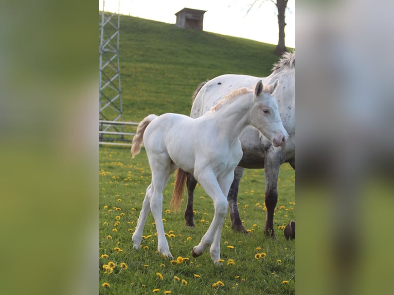 Knabstrupper Hengst  160 cm Appaloosa in Roßhaupten