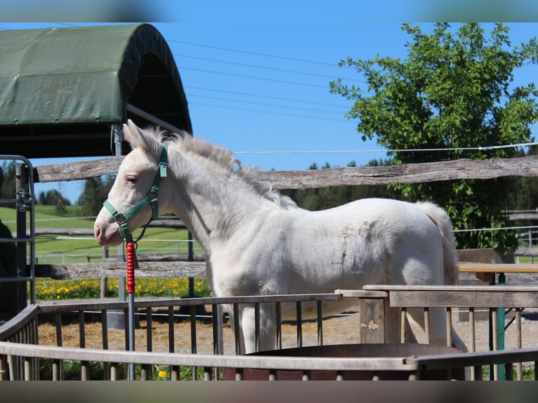 Knabstrupper Hengst  160 cm Appaloosa in Roßhaupten
