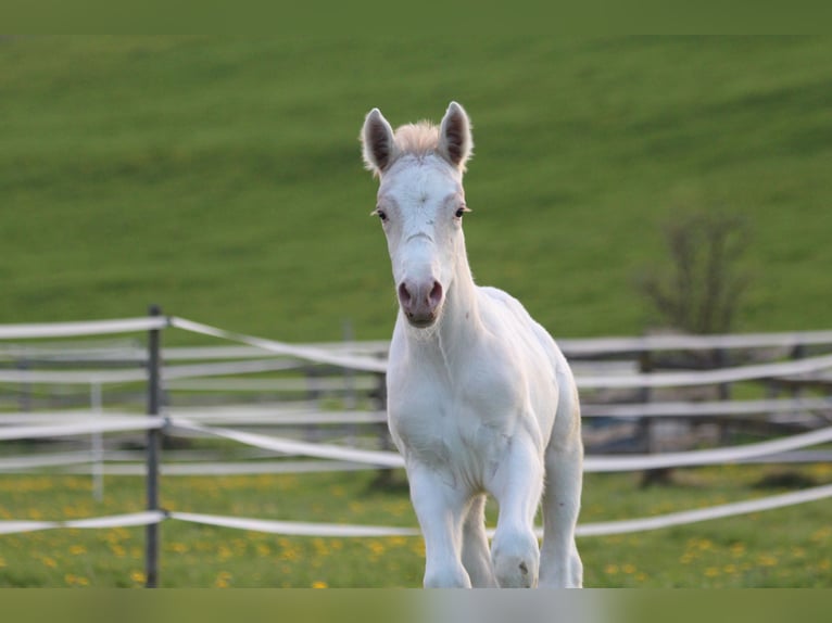 Knabstrupper Hengst  160 cm Appaloosa in Roßhaupten