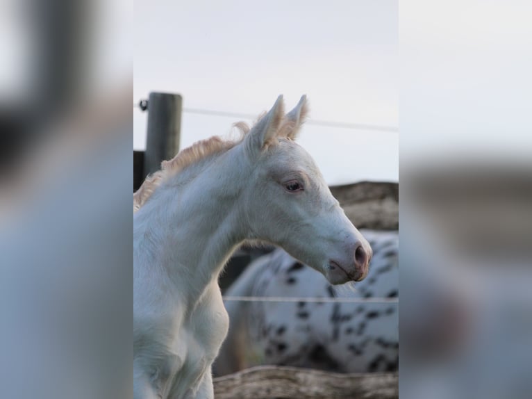 Knabstrupper Hengst  160 cm Appaloosa in Roßhaupten