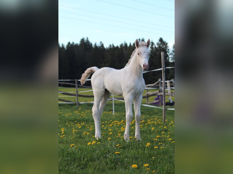 Knabstrupper Hengst  160 cm Appaloosa in Roßhaupten