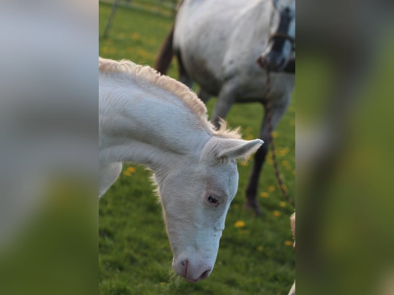 Knabstrupper Hengst  160 cm Appaloosa in Roßhaupten